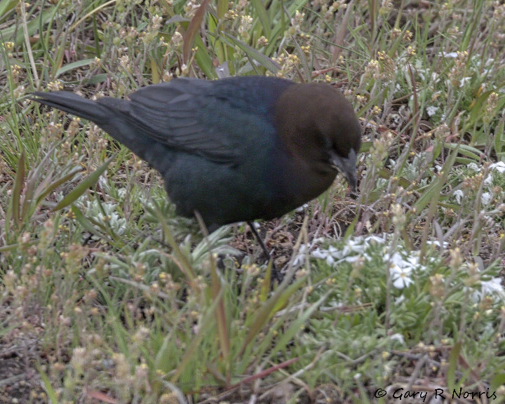 Cowbird, Brown-headed AL7A0485.jpg