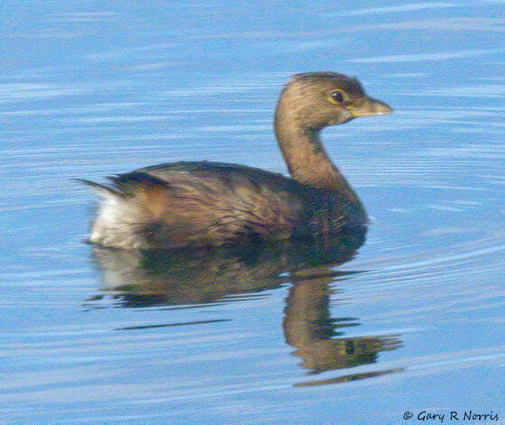 Grebe, Pied-billed AL7A0868.jpg