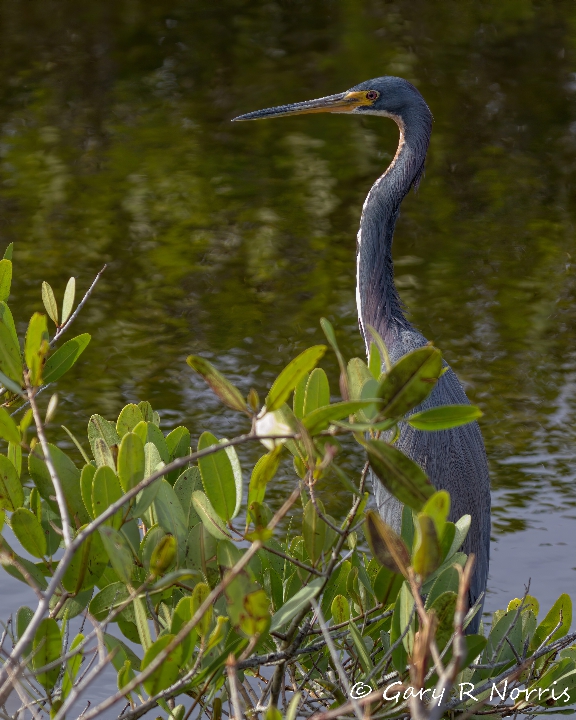Heron,Tricolored AL7A4363.jpeg