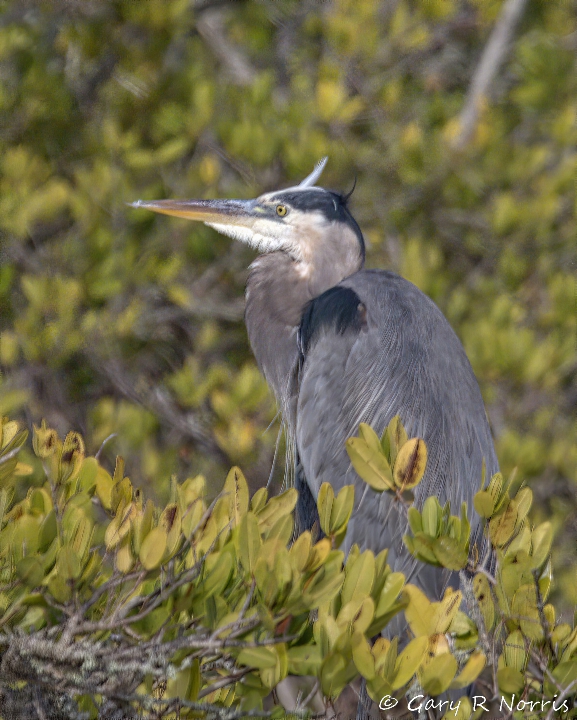 Heron, Great Blue AL7A4378.jpeg