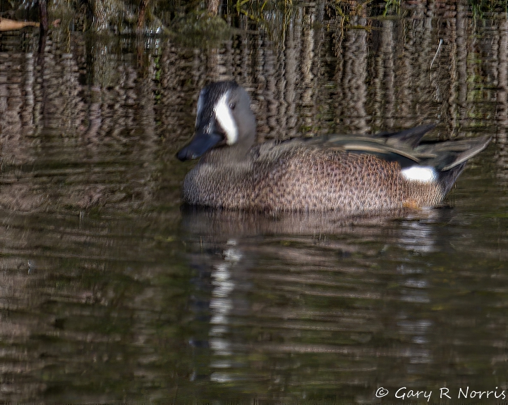 Teal, Blue-winged AL7A4382.jpeg