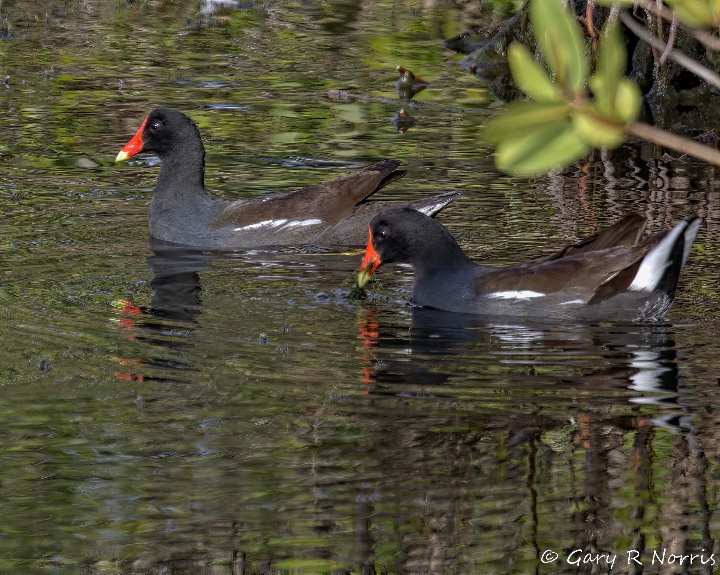 Gallinule, Common AL7A4394.jpeg