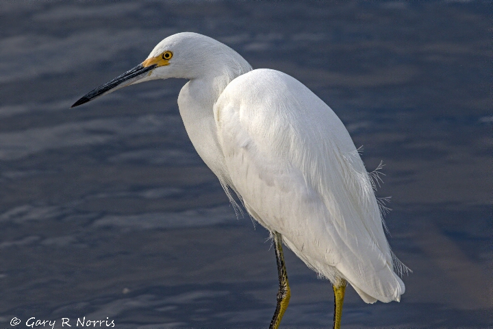 Egret , Snowy AL7A4398.jpeg