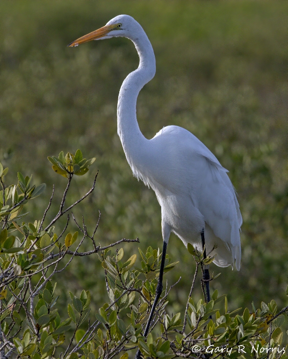 Egret, Great AL7A4408.jpeg