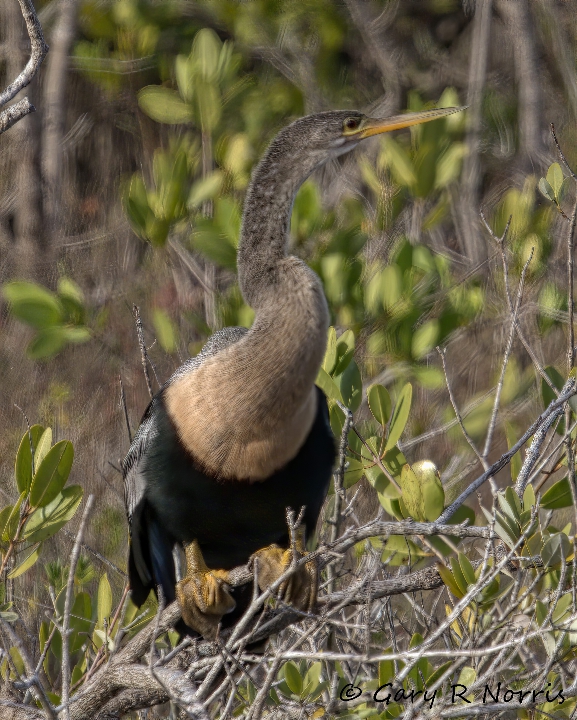 Anhinga AL7A4422.jpeg