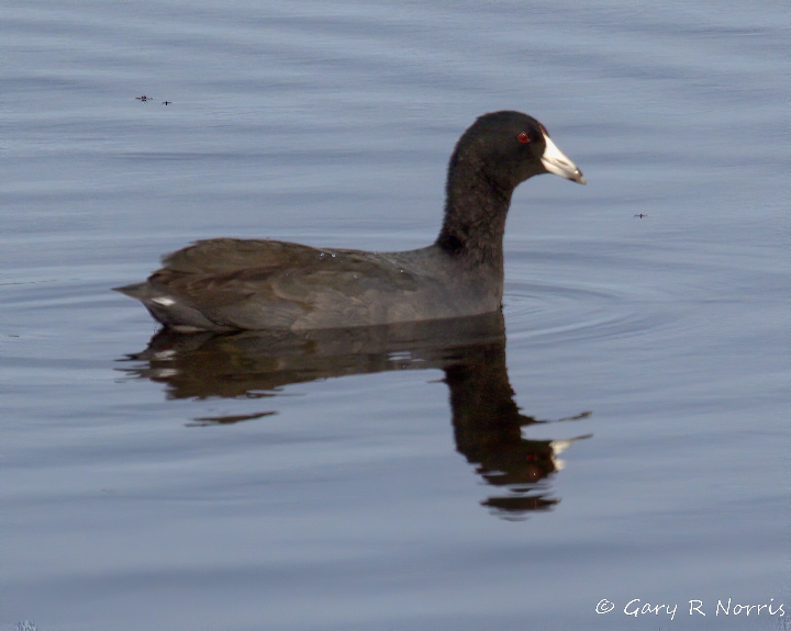 Coot, American AL7A4436.jpeg