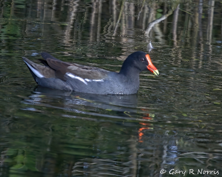 Gallinule, Common AL7A4441.jpeg