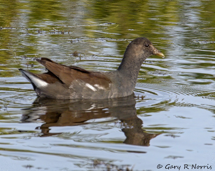 Gallinule, Common AL7A4442.jpeg