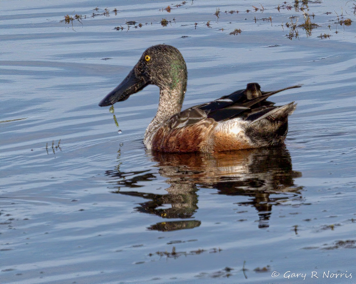 Shoveler, Northern AL7A4455.jpeg