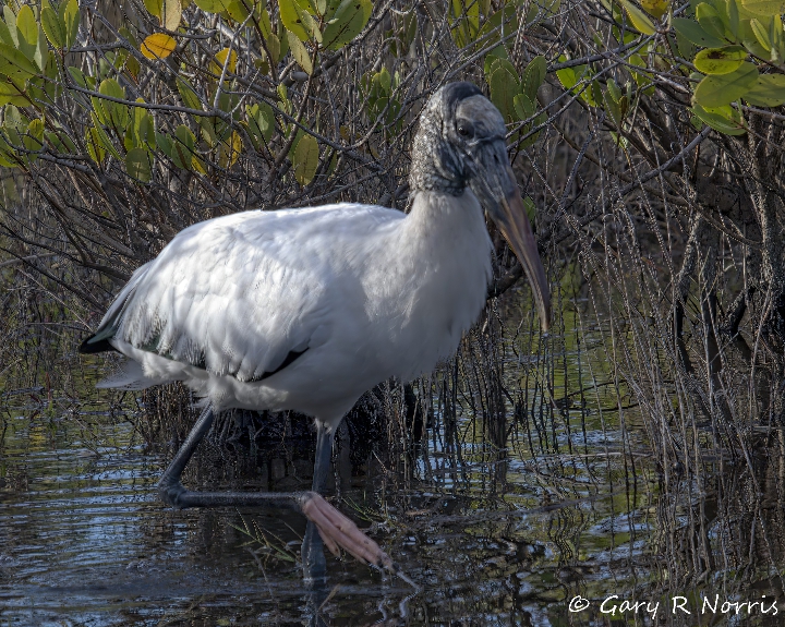 Stork, Wood AL7A4475.jpeg