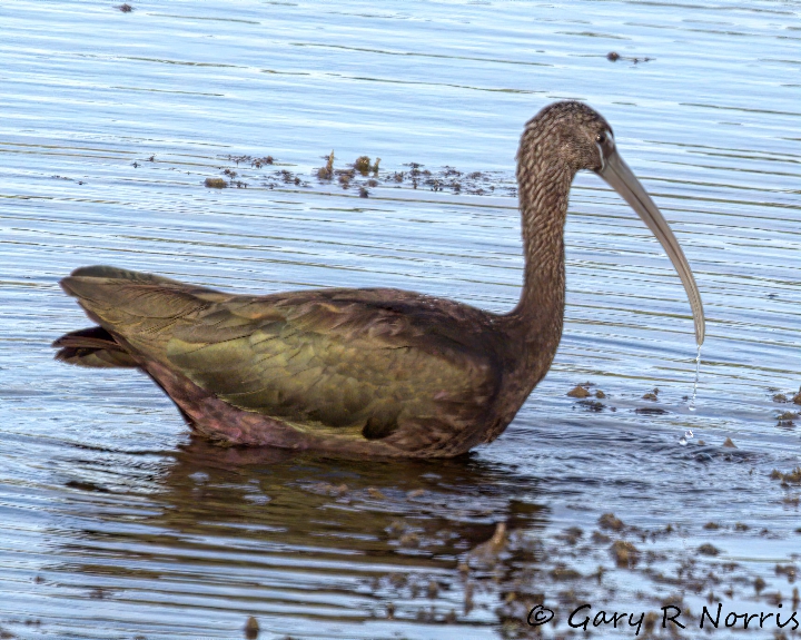 Ibis, Glossy AL7A448.jpeg