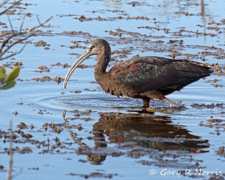 Ibis, Glossy AL7A4492.jpeg