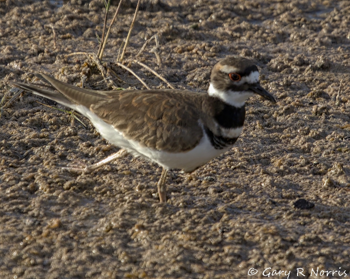 Killdeer AL7A4494.jpeg