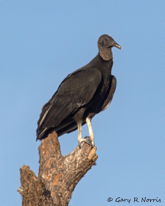 Vulture, Black AL7A4507.jpeg