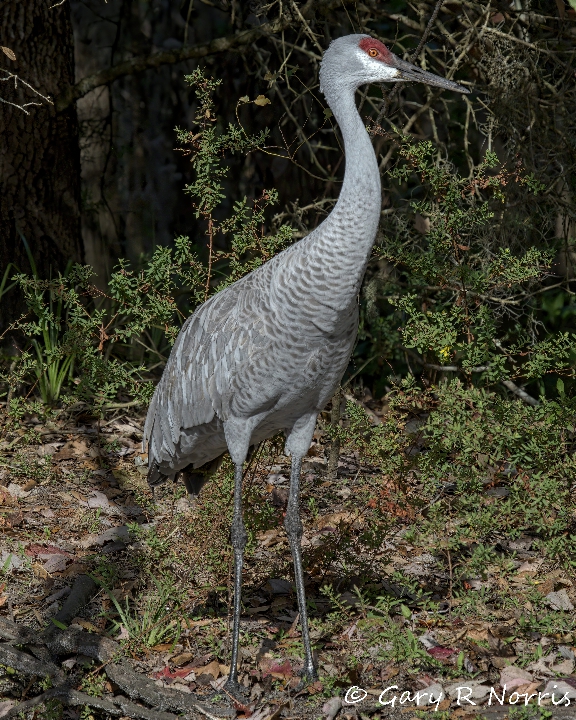 Crane, Sandhill AL7A4521.jpeg