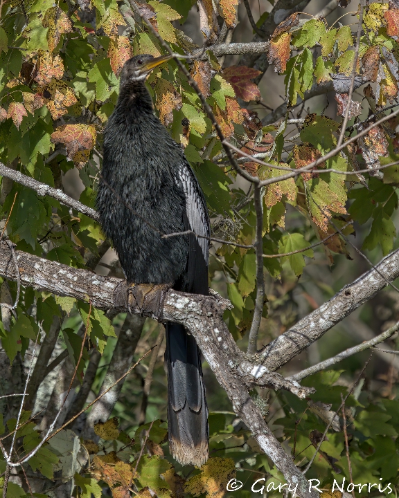Anhinga AL7A4524.jpeg