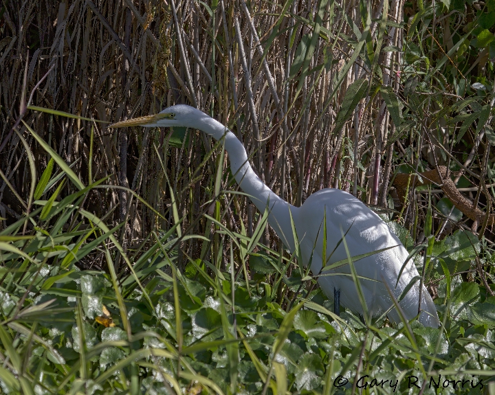 Egret, Great AL7A4540.jpeg
