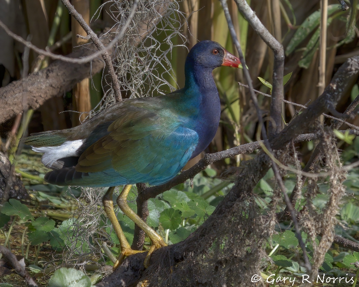 Gallinule, Purple AL7A4544.jpeg