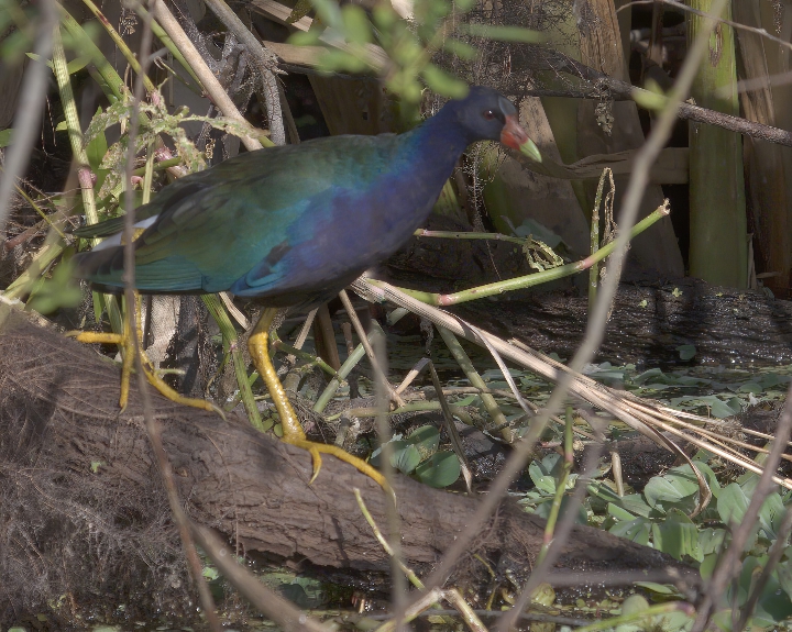 Gallinule, Purple AL7A4548.jpeg