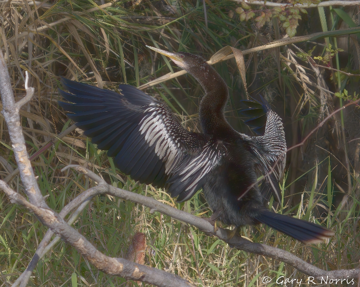 Anhinga AL7A4550.jpeg