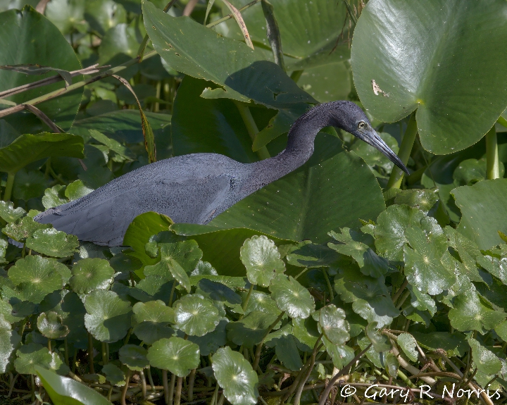 Heron, Little Blue AL7A4562.jpeg