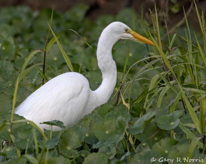 Egret, Great AL7A4625.jpeg