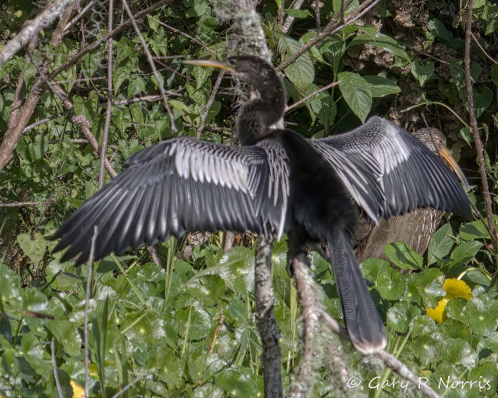 Anhinga AL7A4673.jpeg