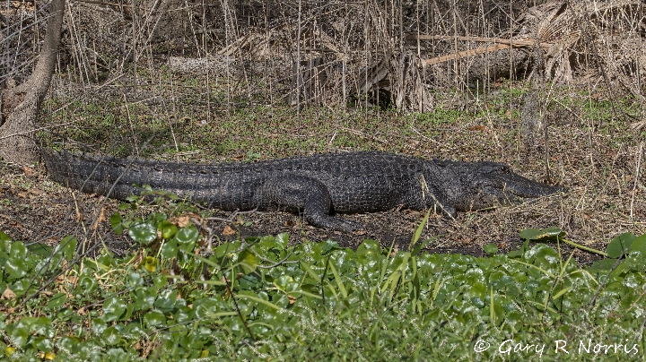 Alligator AL7A467.jpeg