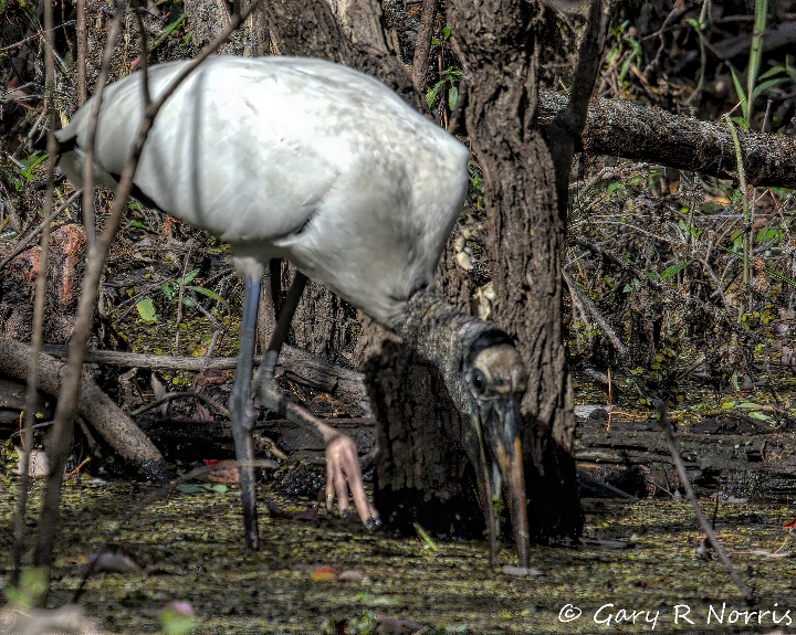 Stork, Wood AL7A4697.jpeg