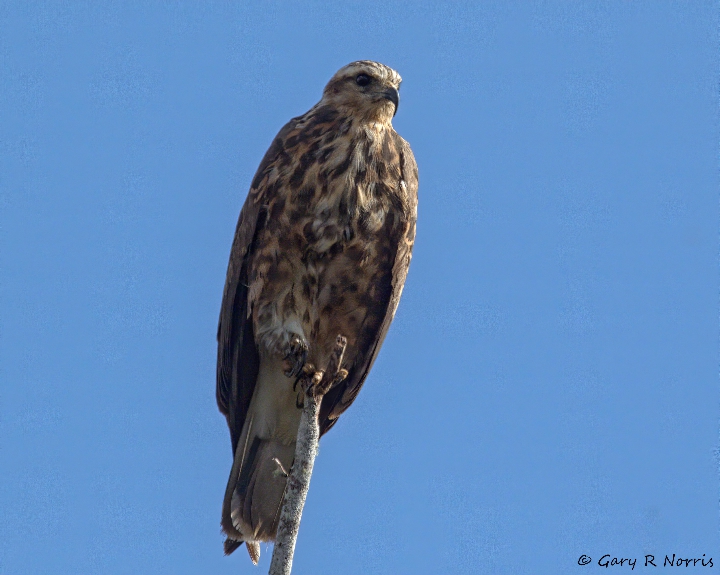 Hawk, Red-shouldered AL7A4704.jpeg