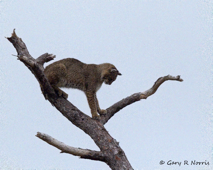 Bobcat AL7A4968-1-1-Edit-gigapixel.jpeg