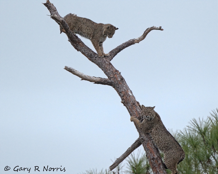 Bobcat AL7A4985.jpeg