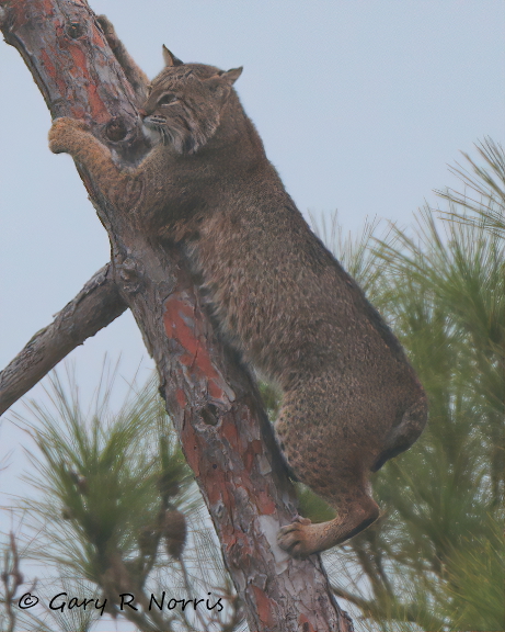 Bobcat AL7A4986.jpeg