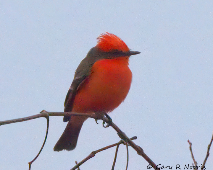 Flycatcher, Vermilion AL7A4890.jpeg