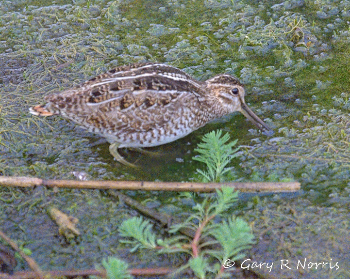 Snipe, Common AL7A4848.jpeg