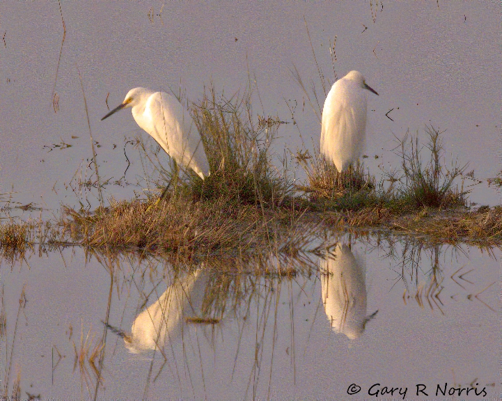Egret, Snowy AL7A4802.jpeg