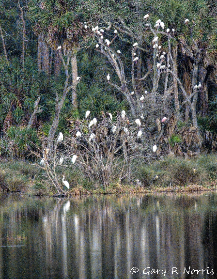Egret, Gre at AL7A4809.jpeg