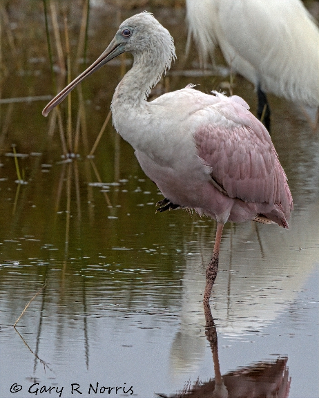Spoonbill, Roseate AL7A5403.jpeg