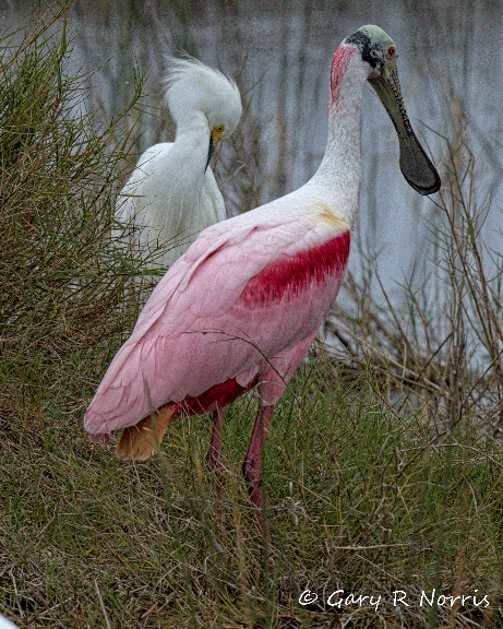 Spoonbill, Roseate AL7A5411.jpeg