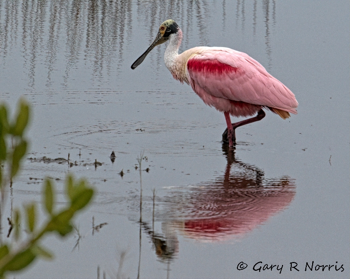 Spoonbill, Roseate AL7A5392.jpeg