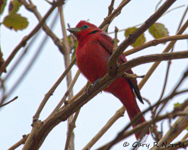 Tanager, Summer AL7A5064.jpeg
