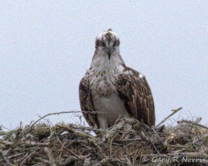 Osprey; IMG_5807.jpeg