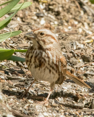 Sparrow, Song AL7A8137-Edit-1_goga_goga.jpg