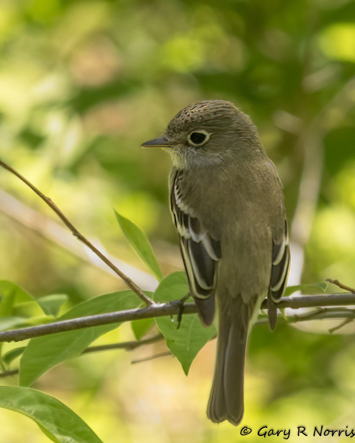 Flycatcher, Least AL7A7437.jpg