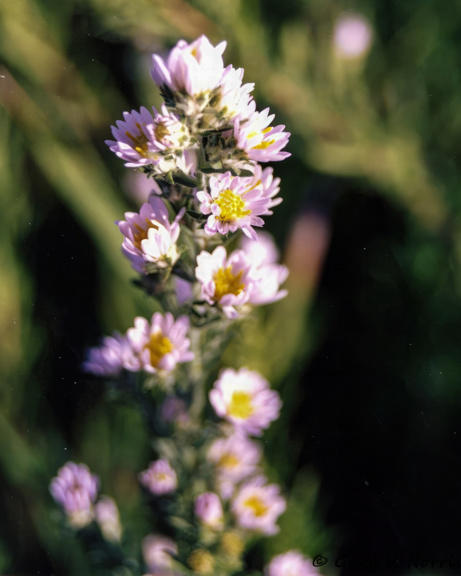 Colorado Aster.jpg