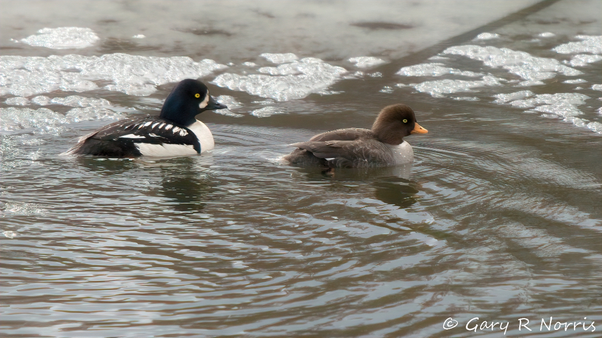 Goldeneye, Barrows IMG_1028.jpg