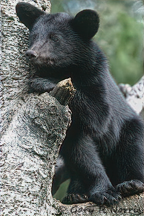 Black Bear