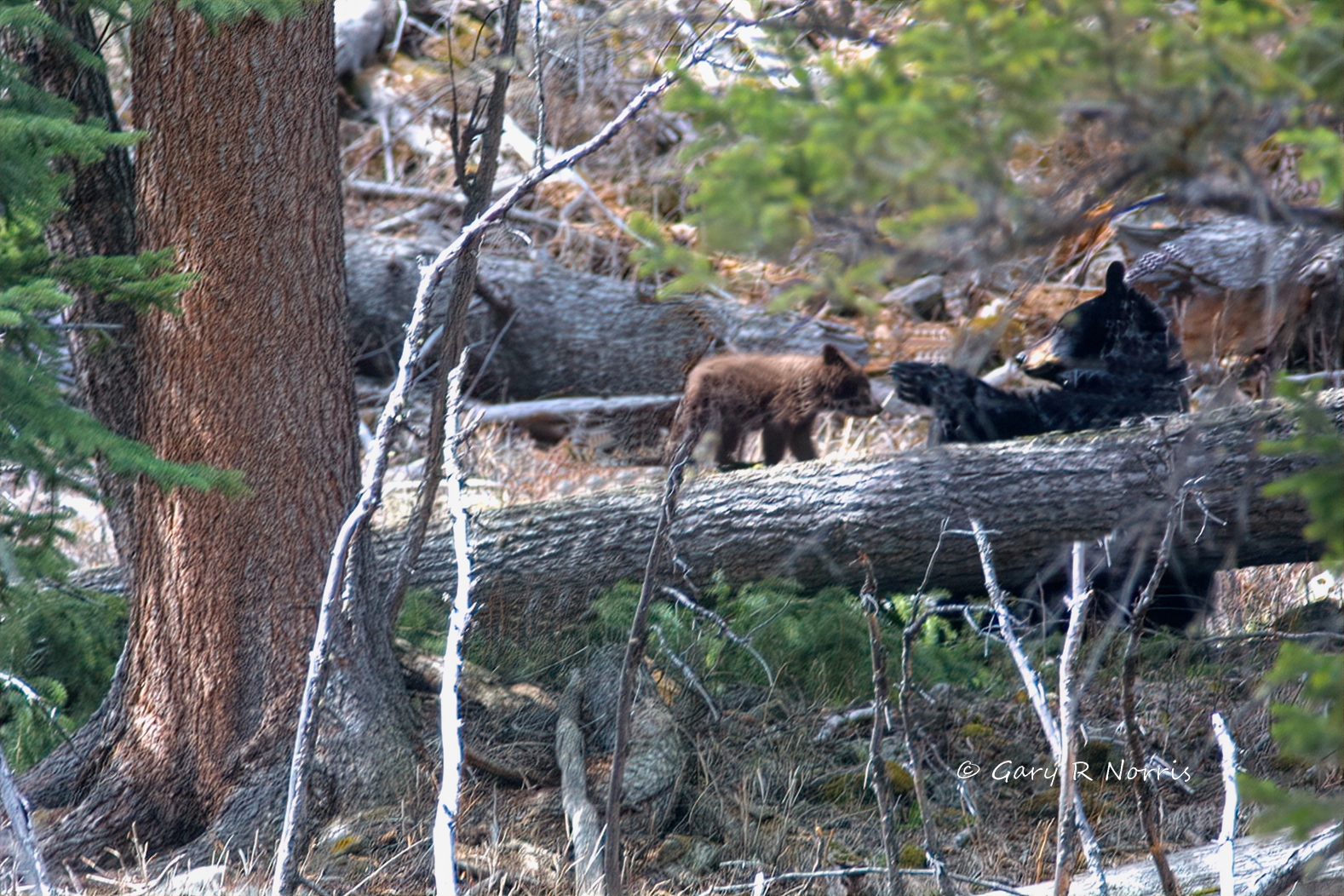 Black Bear & Cub IMG_3932.jpg