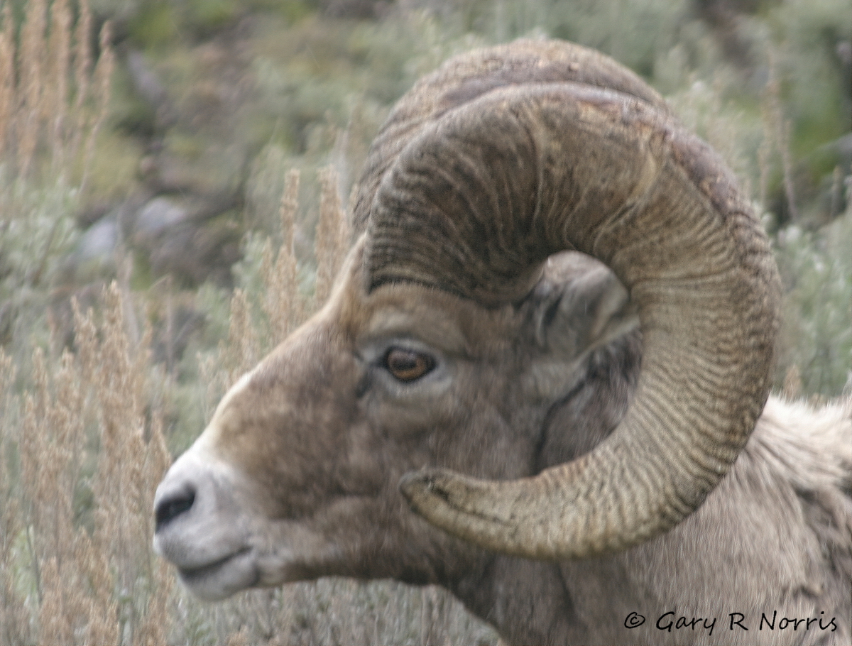 Big Horn Sheep IMG_0447.jpg