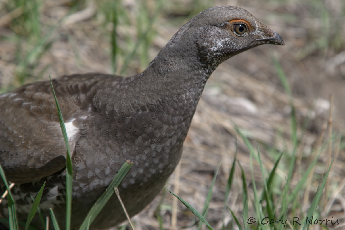 Grouse, Blue IMG_6815.jpg